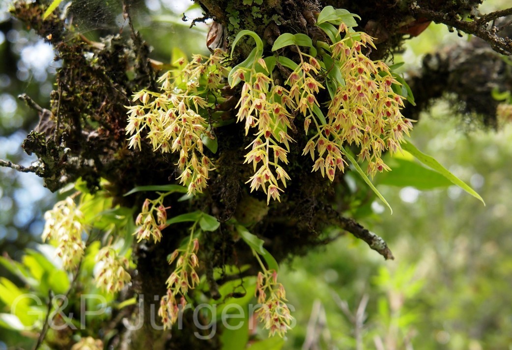 Dendrobium porphyrochilum — Orchideaceae
