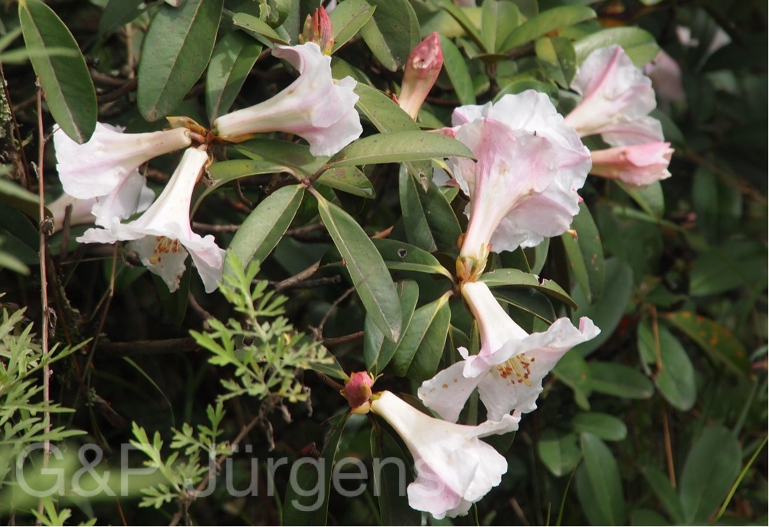 Rhododendron maddenii — Ericaceae