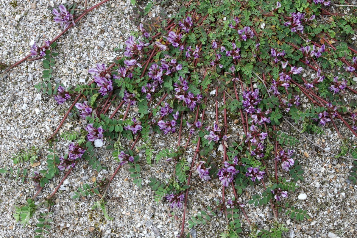 Astragalus sikkimensis — Fabaceae