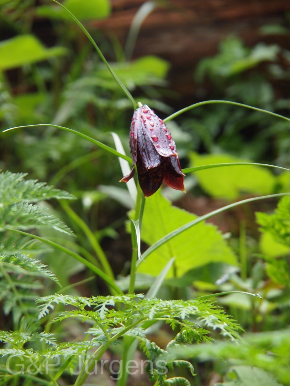 Lilium sherriffiae — Liliaceae
