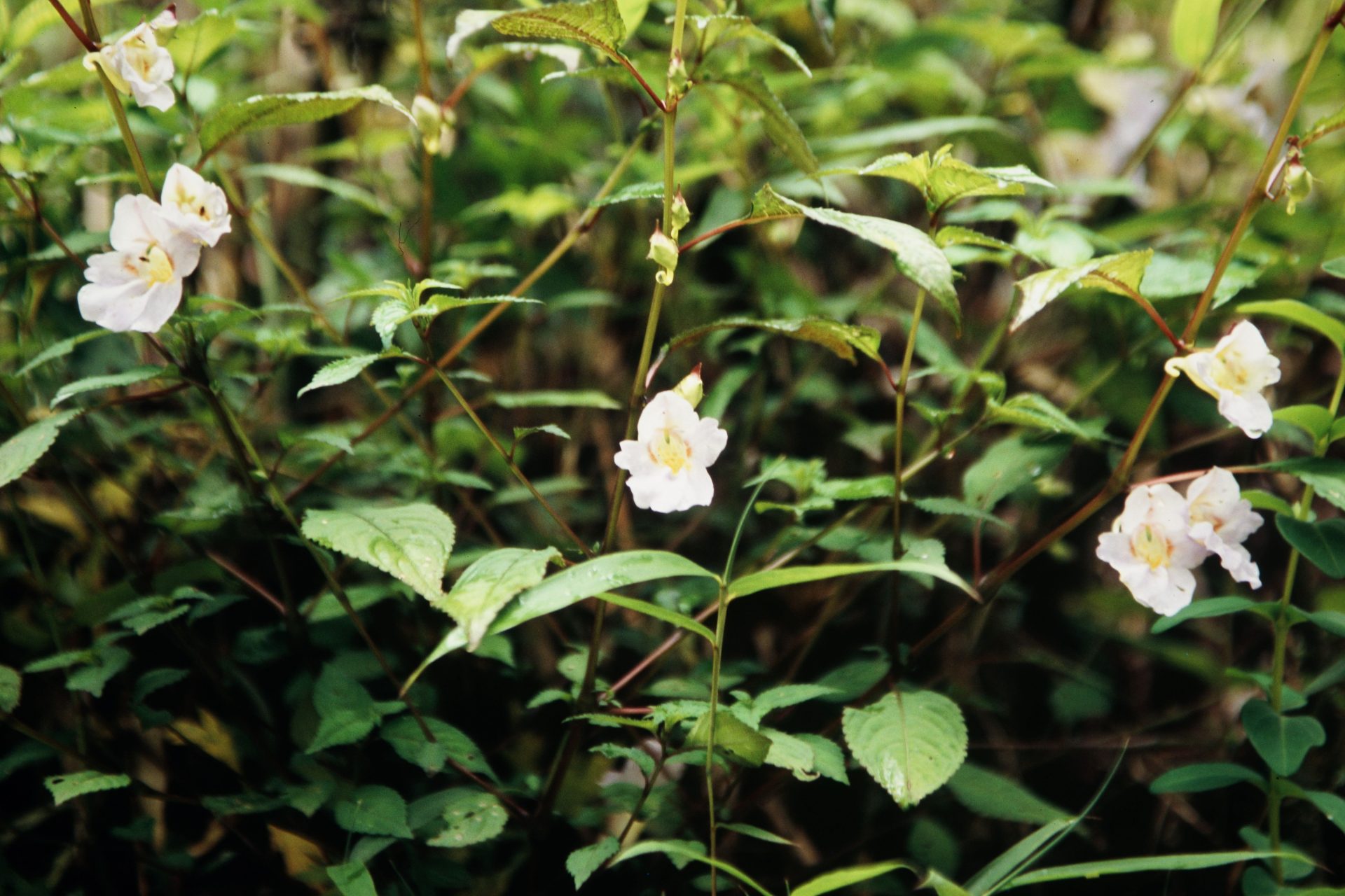 Impatiens discolor — Balsaminaceae