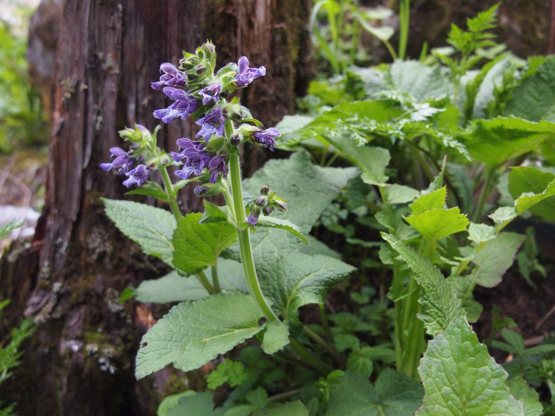 Salvia wardii — Lamiaceae