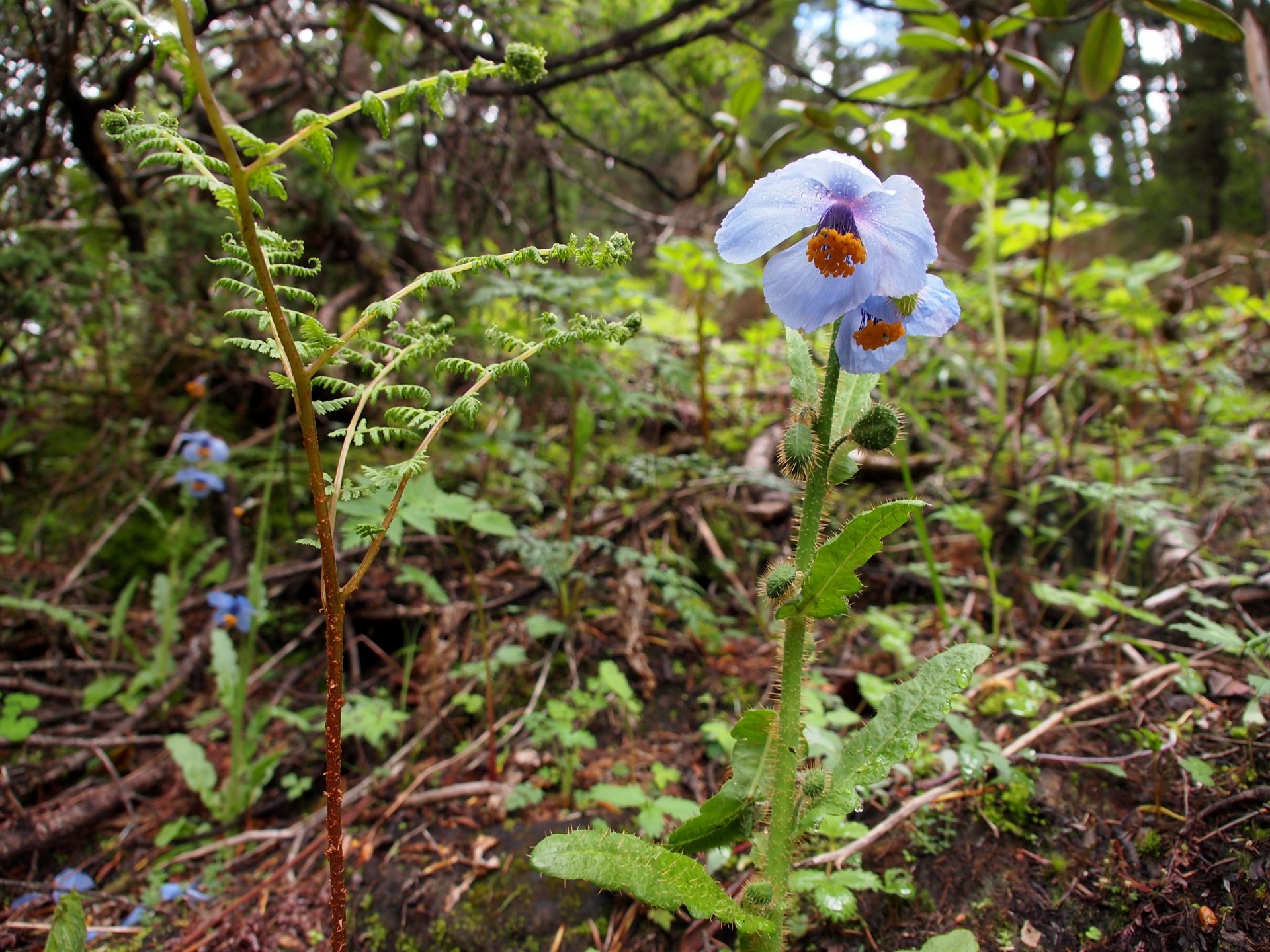 Meconopsis sinuata — Papaveraceae