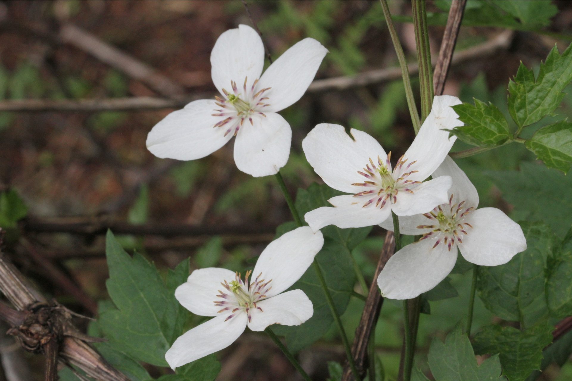 Clematis tongluensis — Ranunculaceae