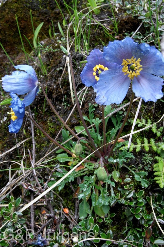 BhutanPG2011 198