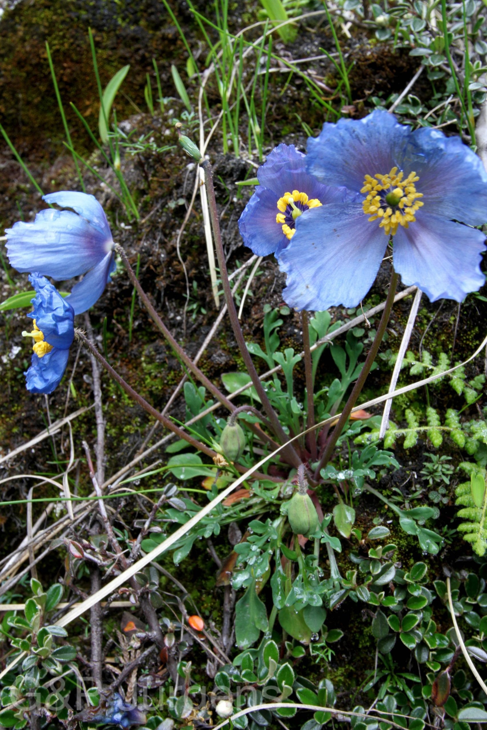 Meconopsis bella — Papaveraceae