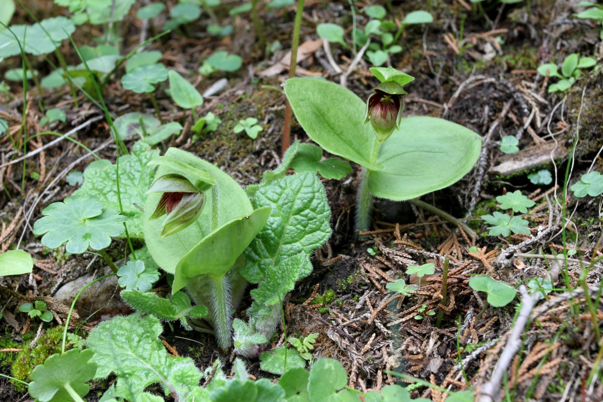 Cypripedium elegans — Orchideaceae