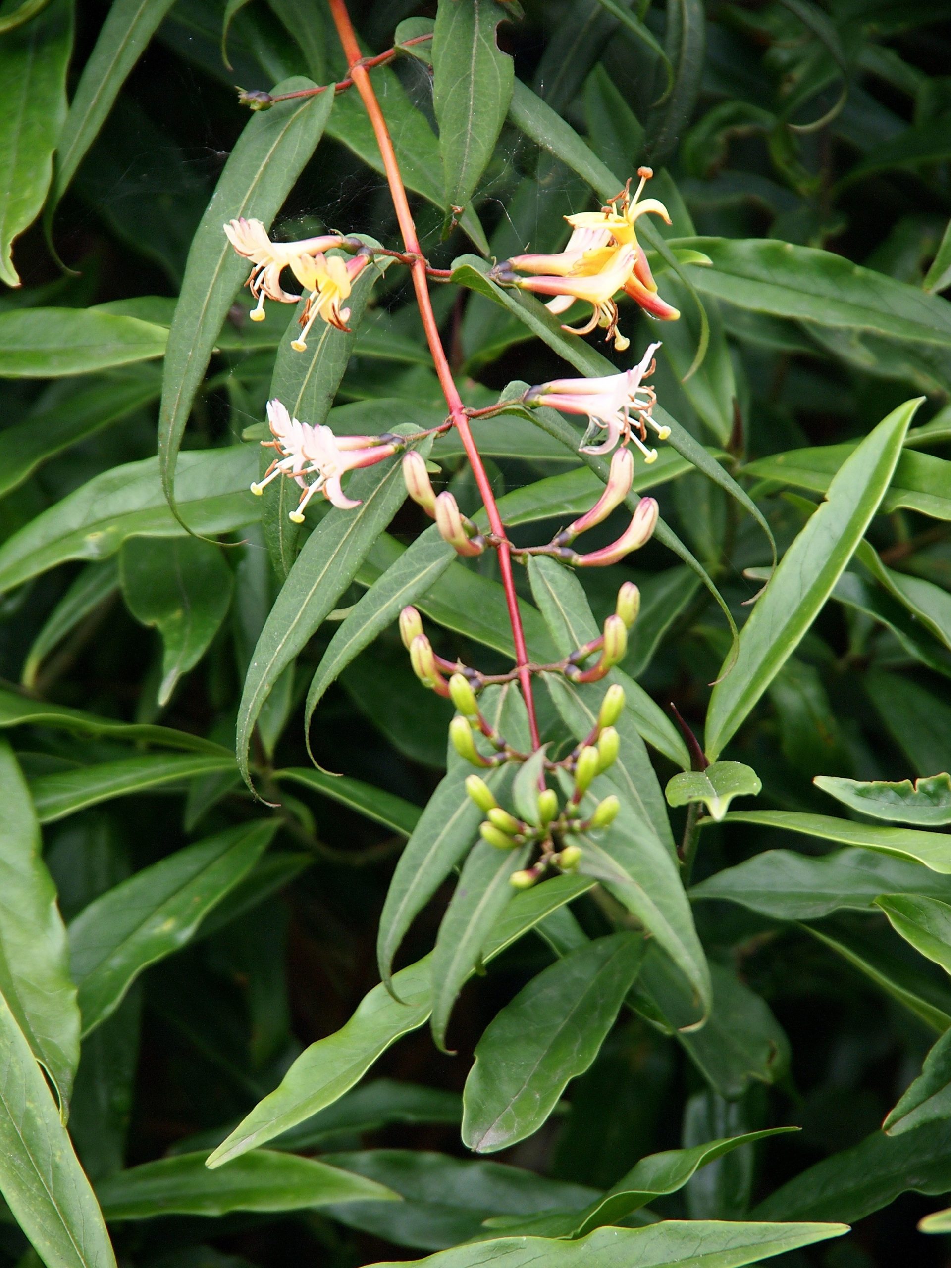 Lonicera acuminata — Caprifoliaceae