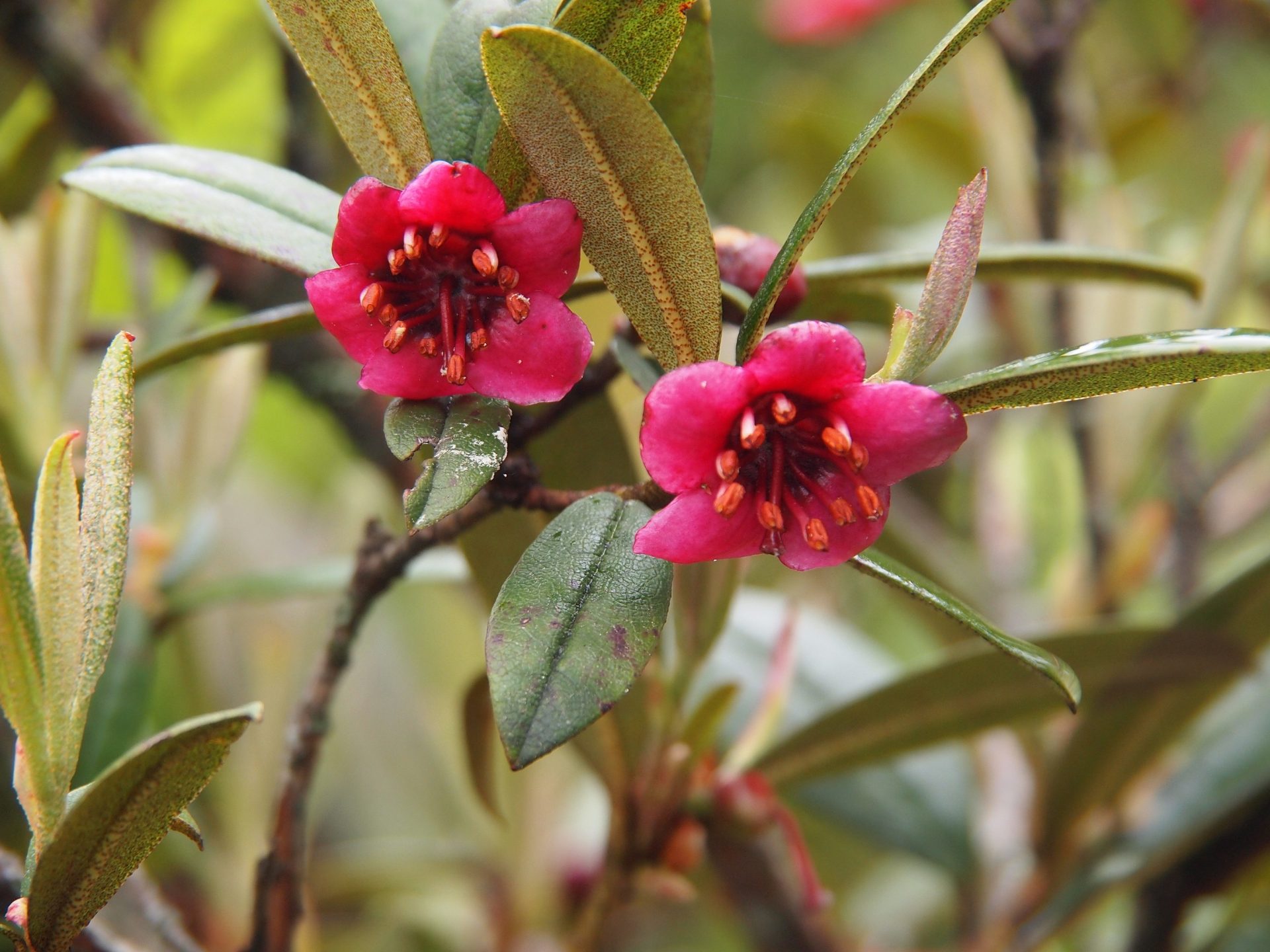 Rhododendron camelliiflorum — Ericaceae