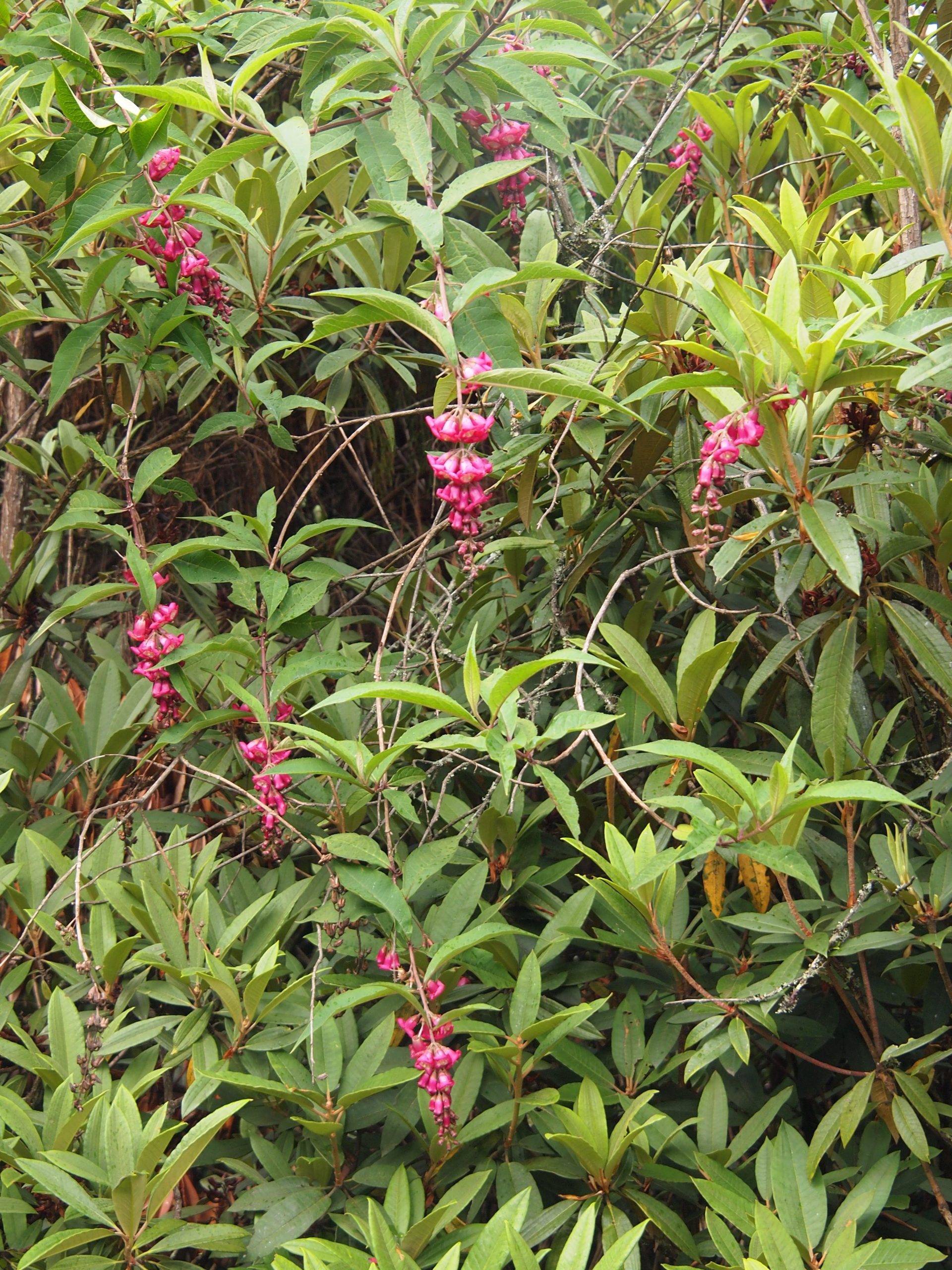 Buddleja colvilei — Scrophulariaceae