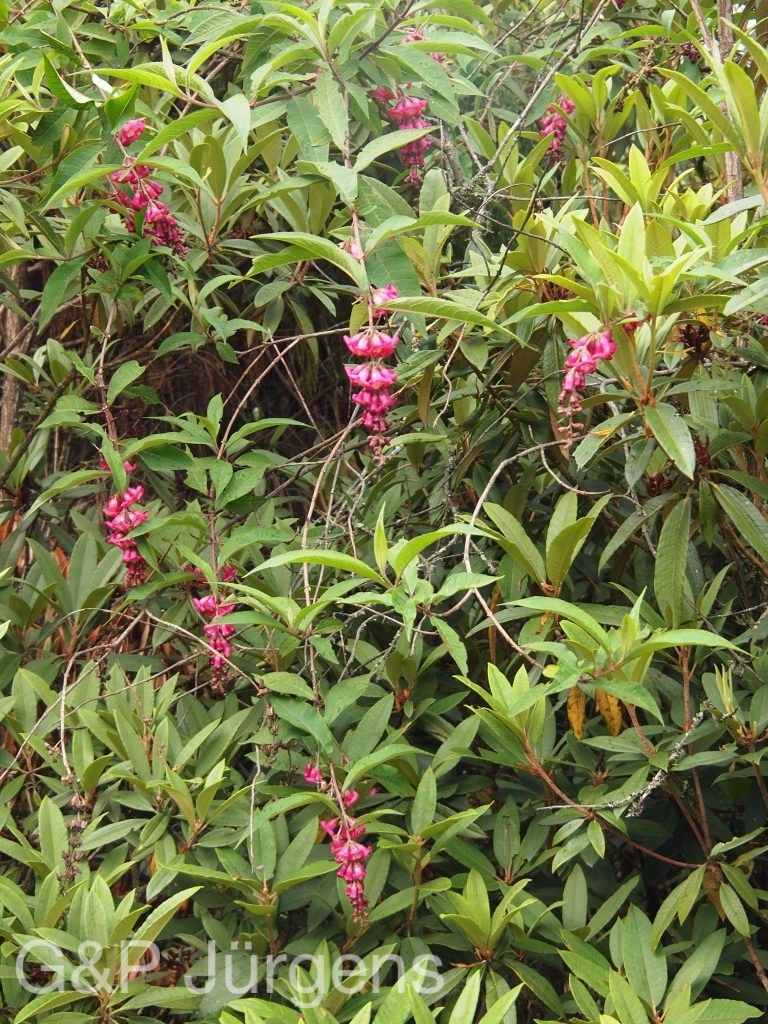 BhutanPG2011 53