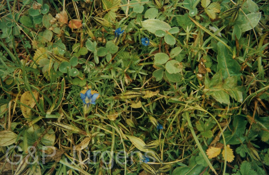 Garw 2005 356 ergebnis