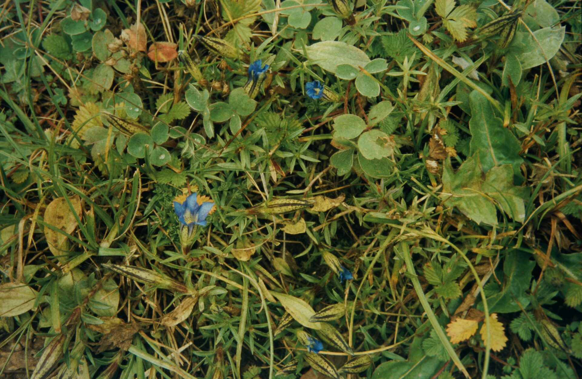 Gentiana stipitata — Gentianaceae