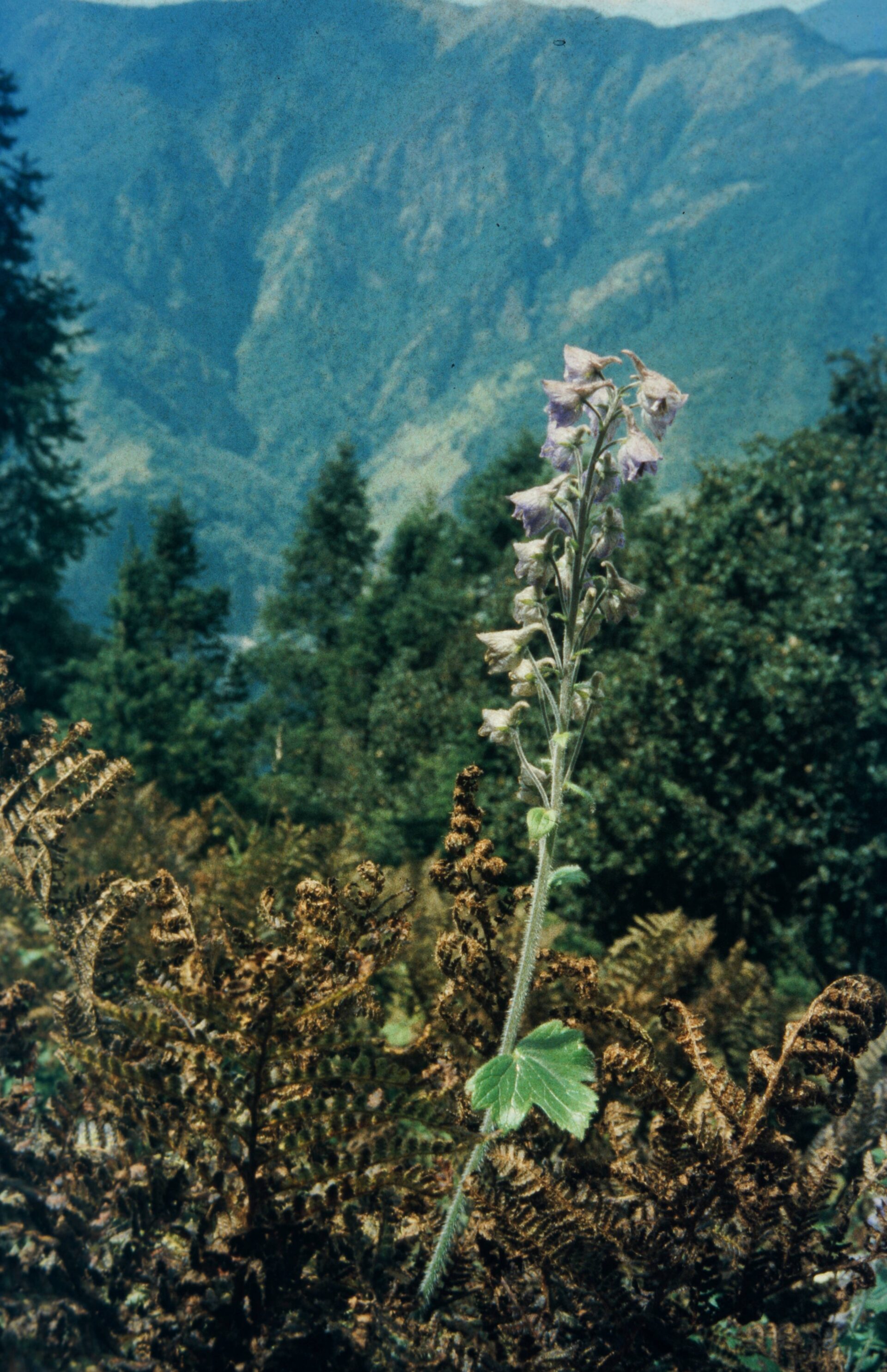Delphinium densiflorum — Ranunculaceae