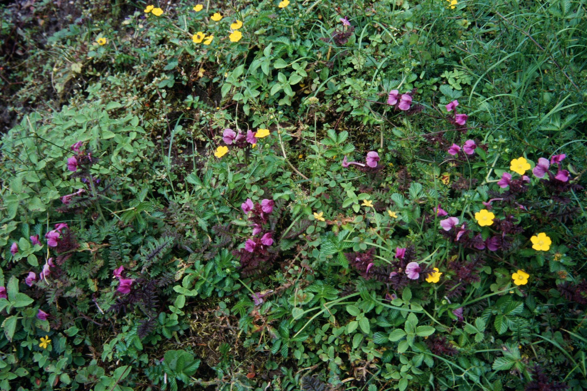Utricularia christopheri — Lentibulariaceae