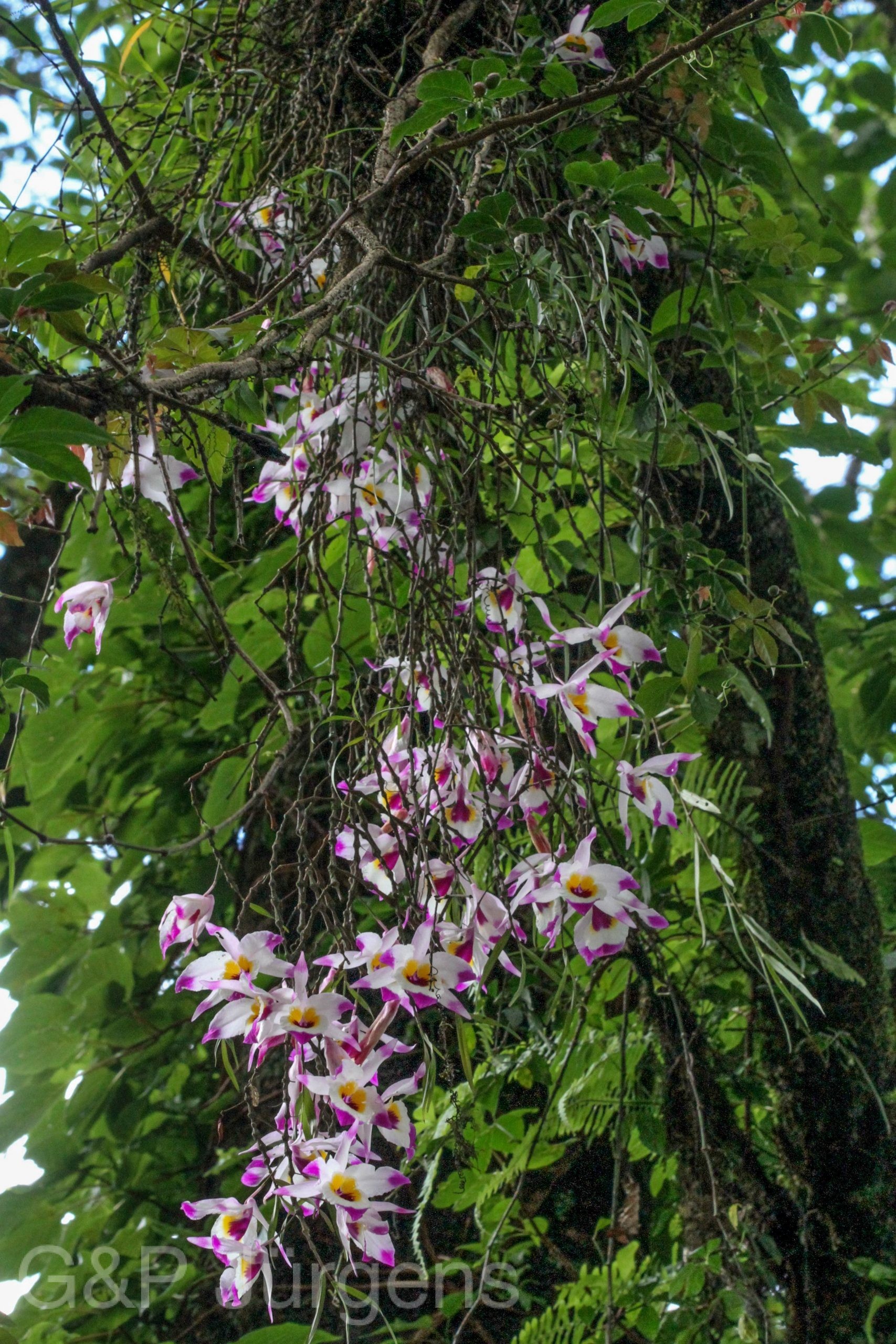 Dendrobium falconeri — Orchideaceae