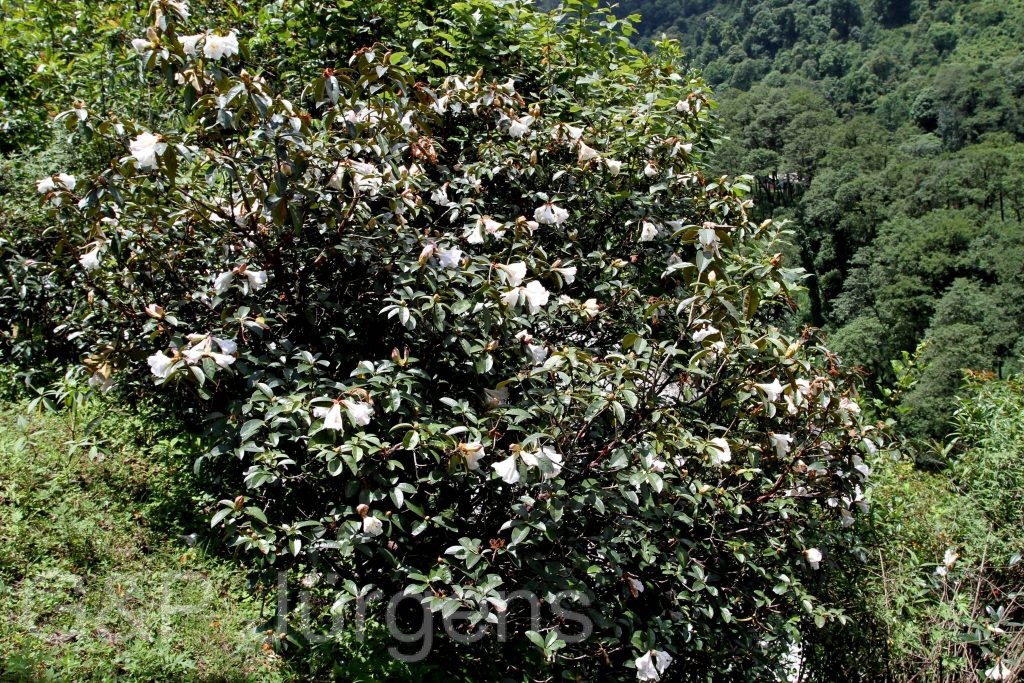 Sikkim2011 171
