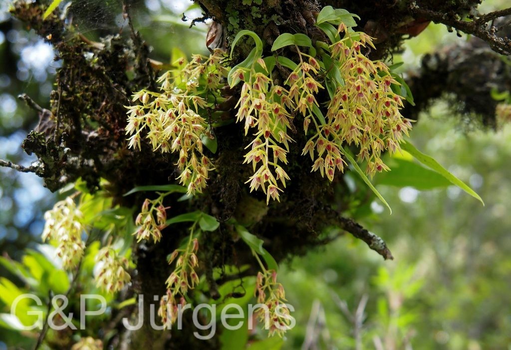 BhutanPG2011 422011 Bhutan Dendrobium porphyrochilum