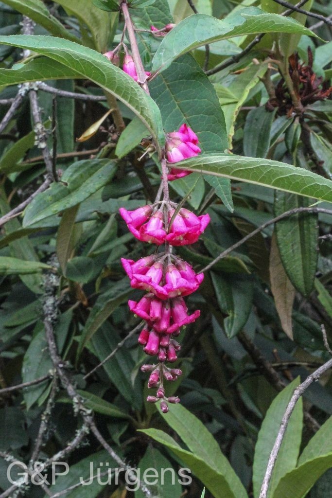 BhutanPG2011 552011 Bhutan Buddleia colvilei