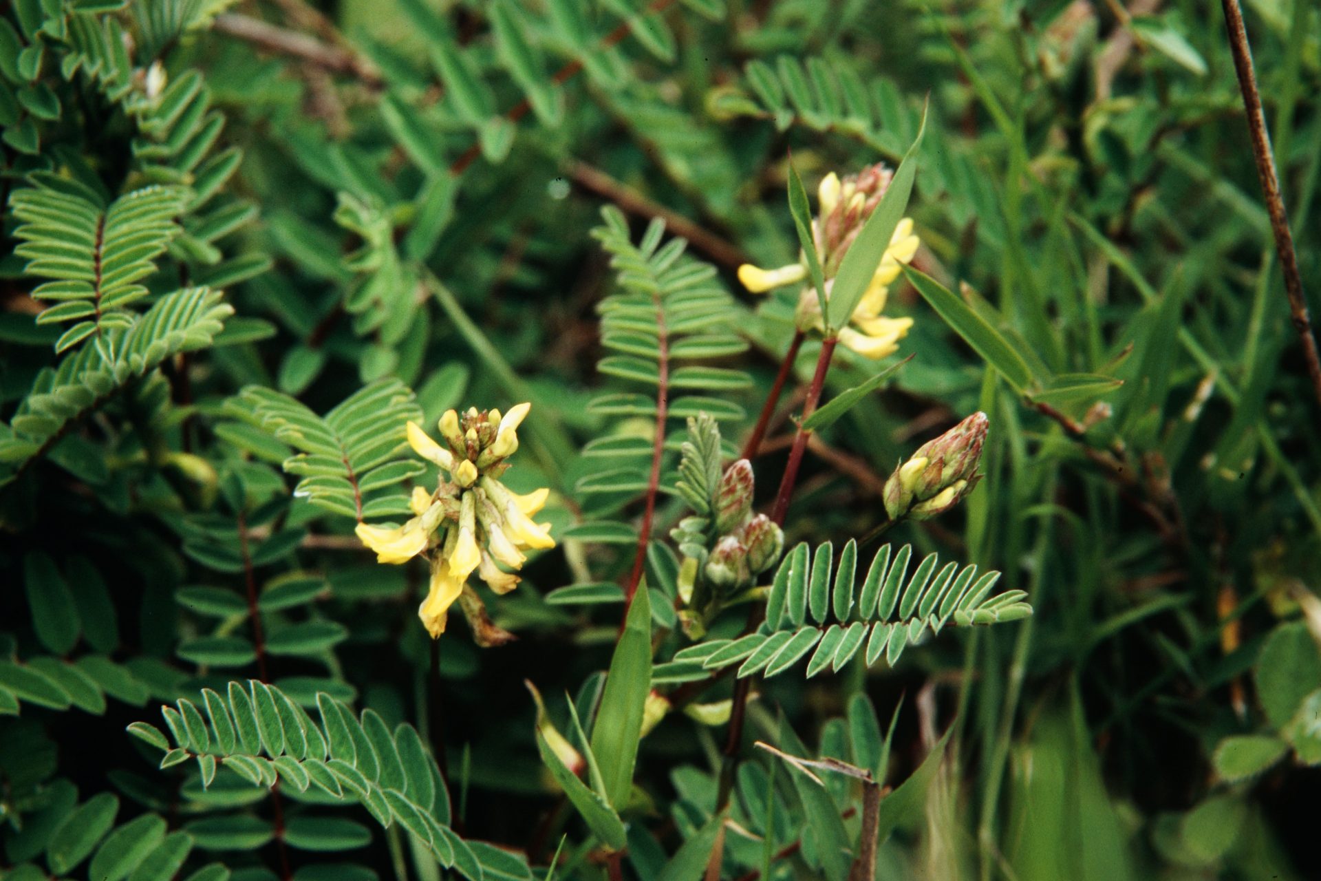 Astragalus chlorostachys — Fabaceae