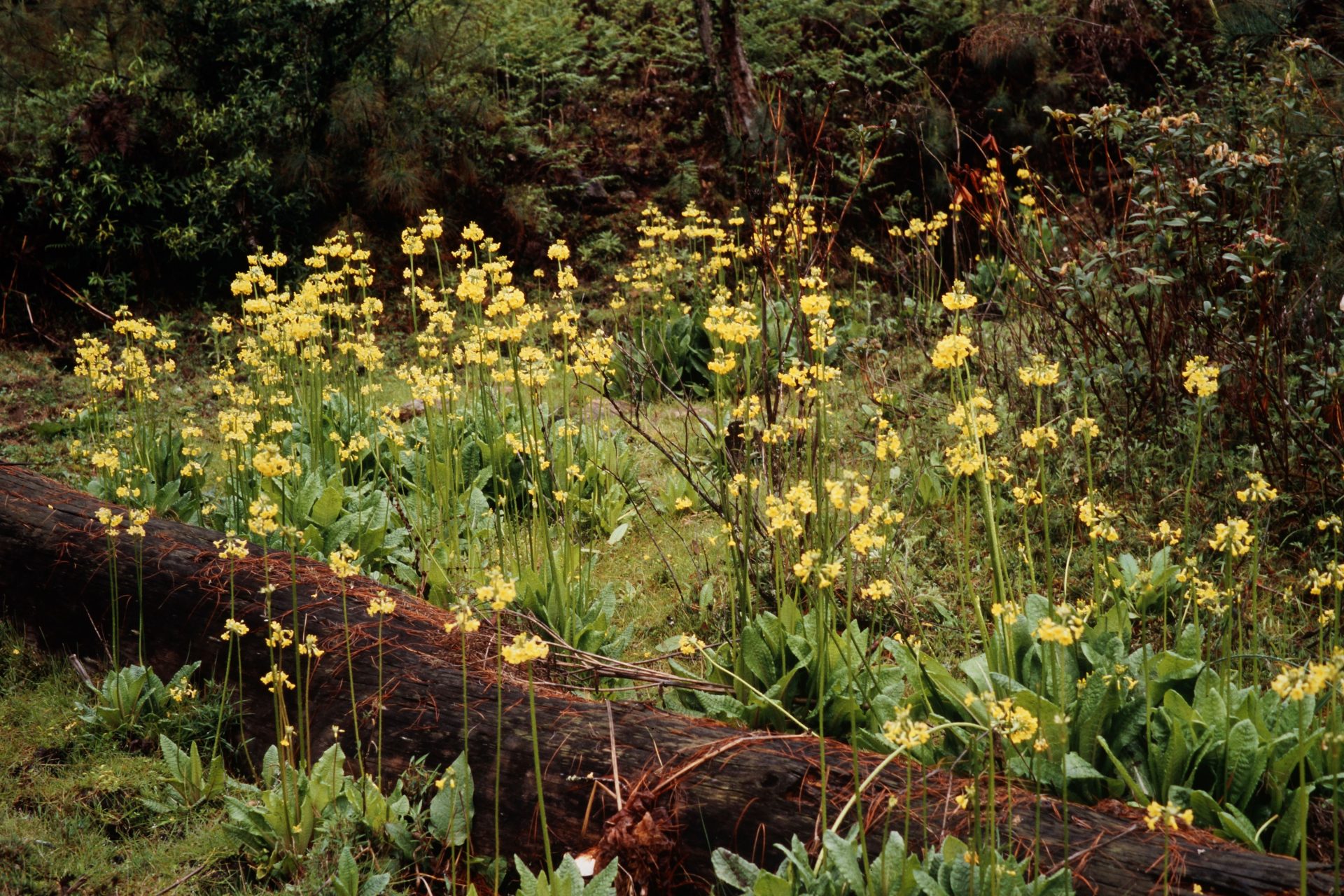 Primula smithiana — Primulaceae