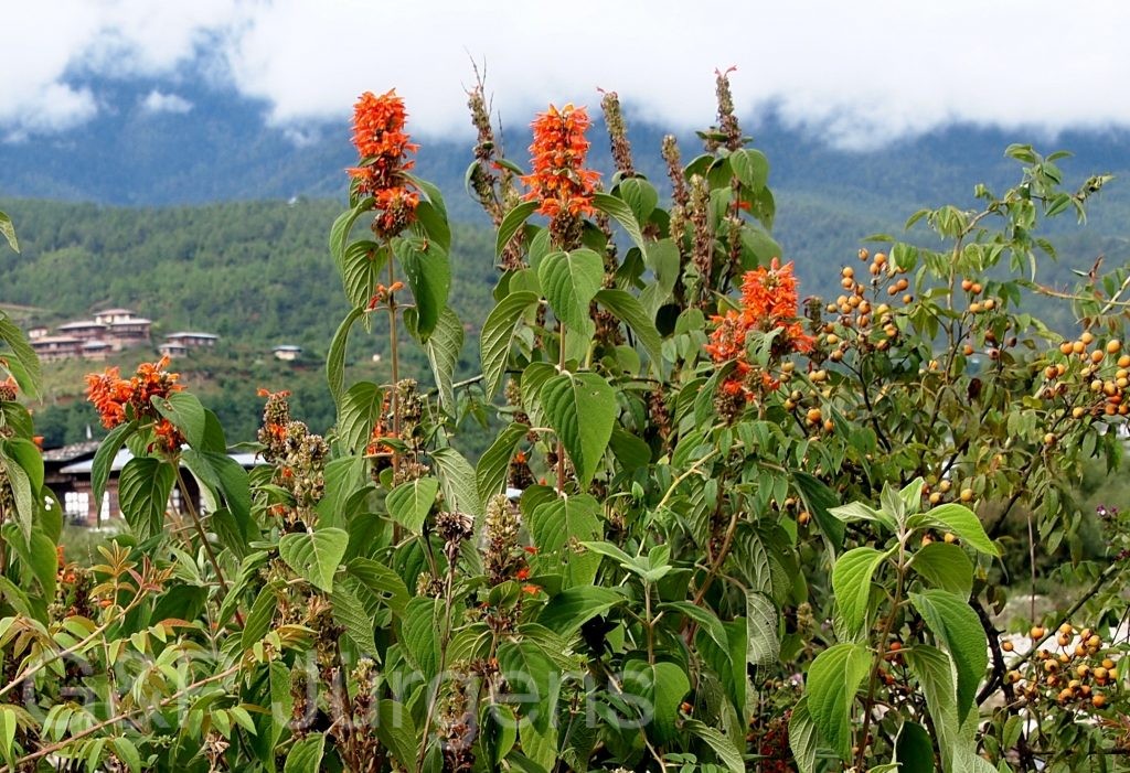 Bhutan2012 13