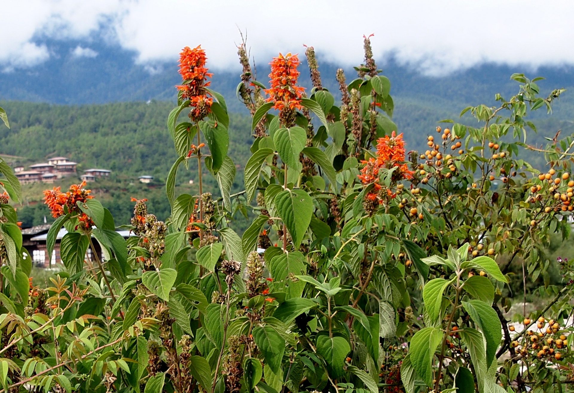 Colquhounia coccinea — Lamiaceae