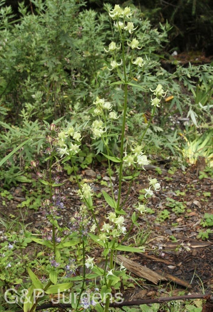 Bhutan2012 18