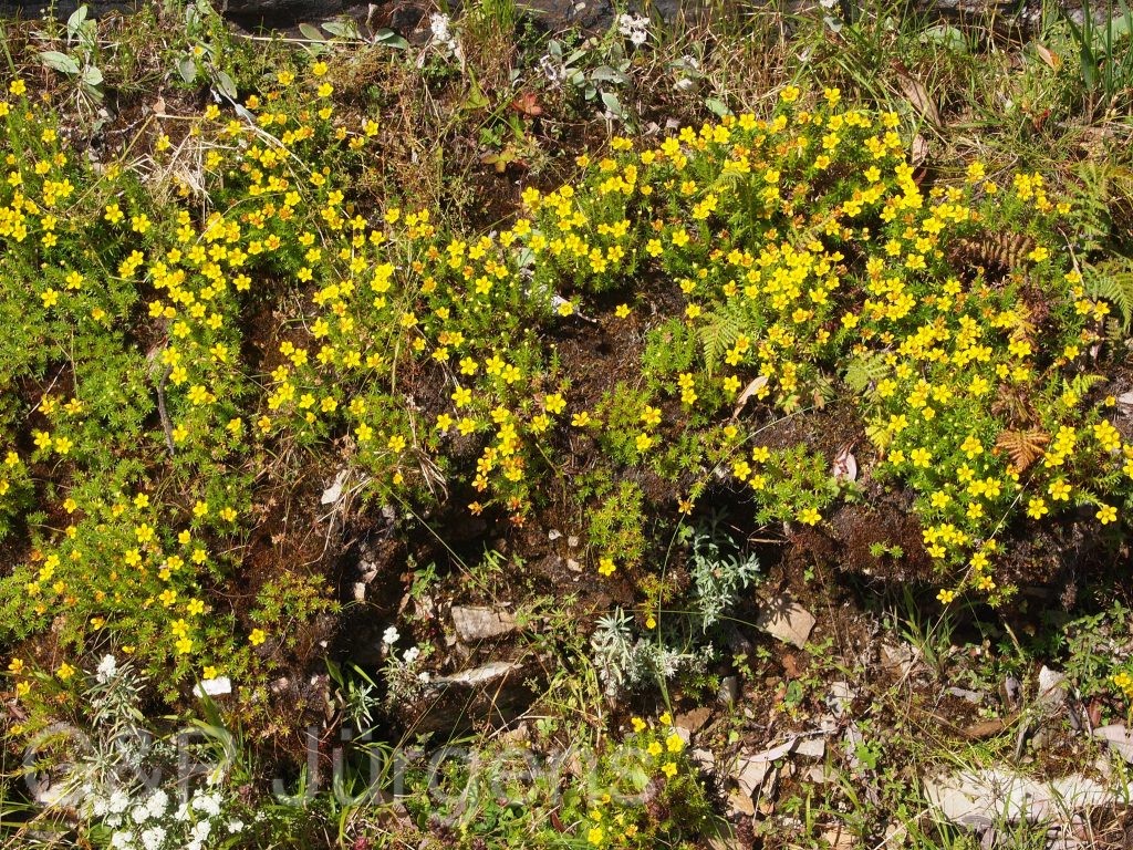 Bhutan2012 496