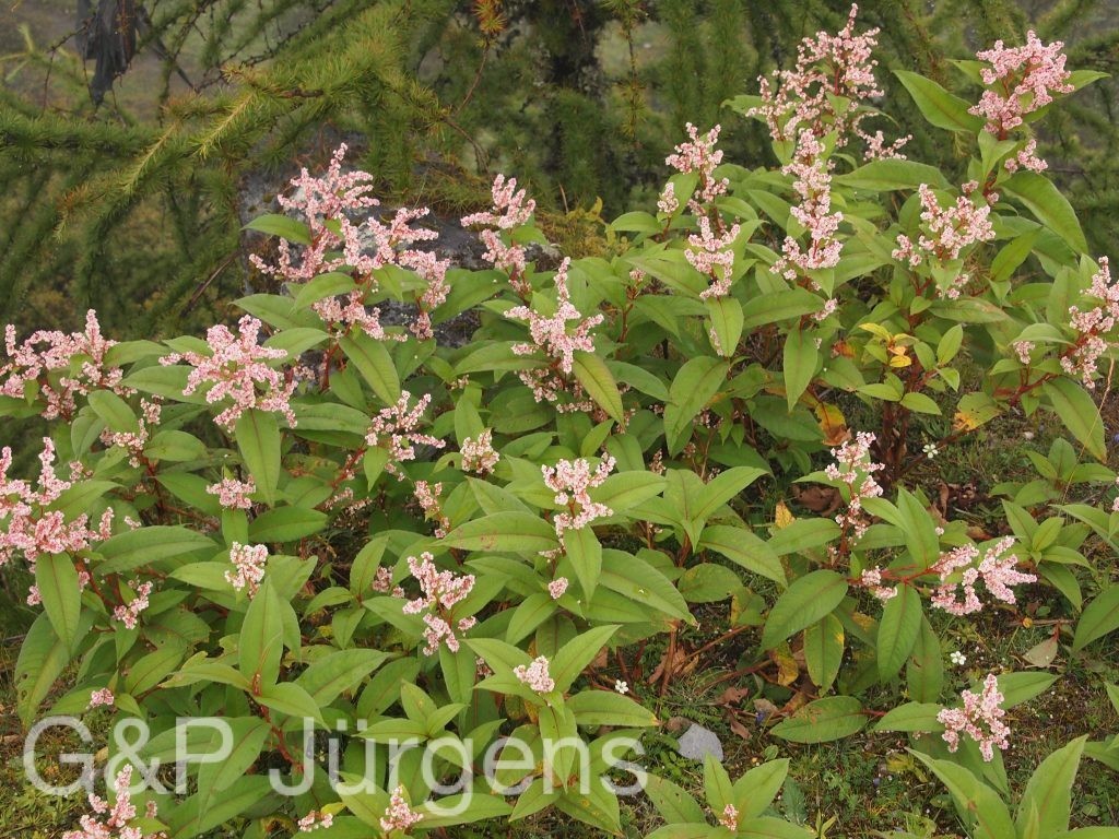 Bhutan2012 91