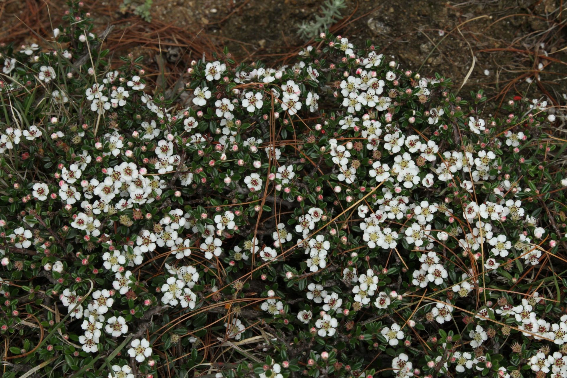 Cotoneaster microphyllus — Rosaceae