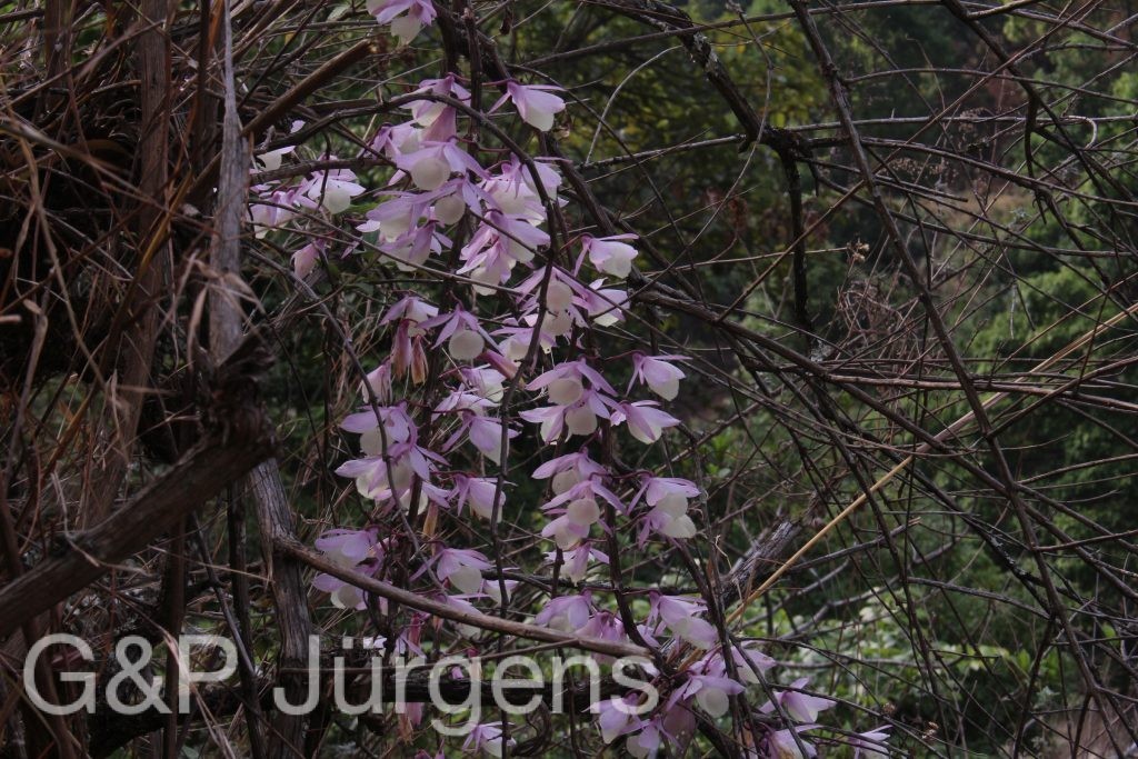 Bhutan2014 703