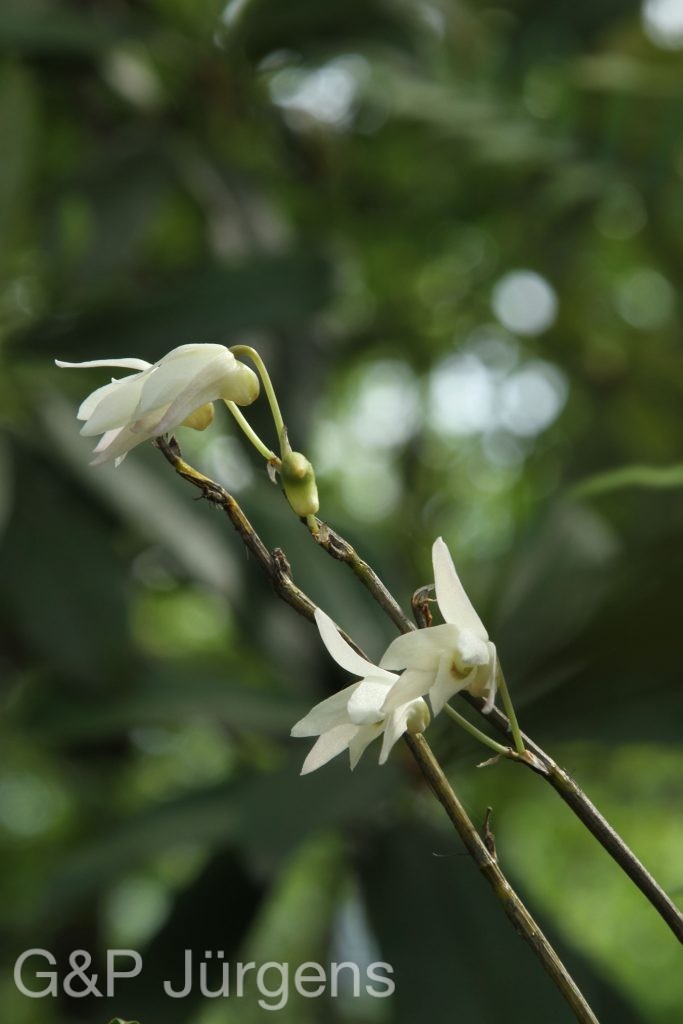 Bhutan2014 809