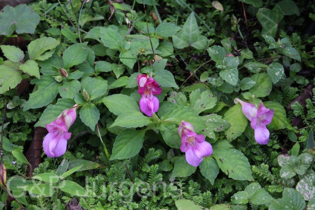 Bhutan2015 59