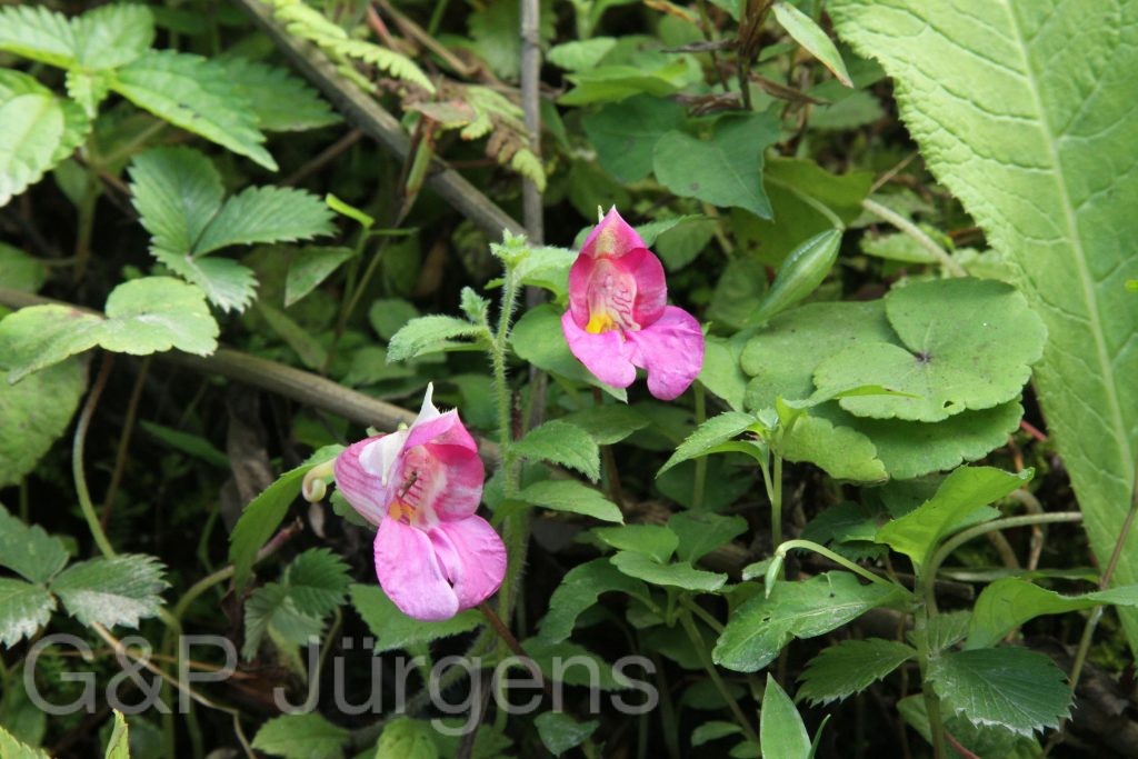 Bhutan2015 60