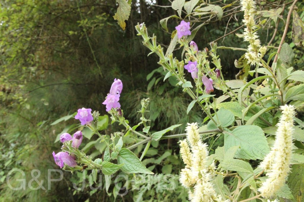 Bhutan2015 653