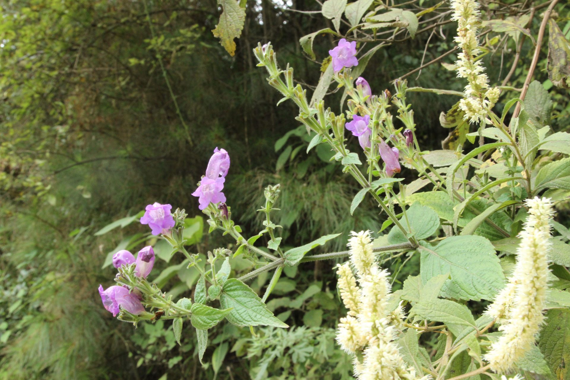 Strobilanthes echinata — Acanthaceae