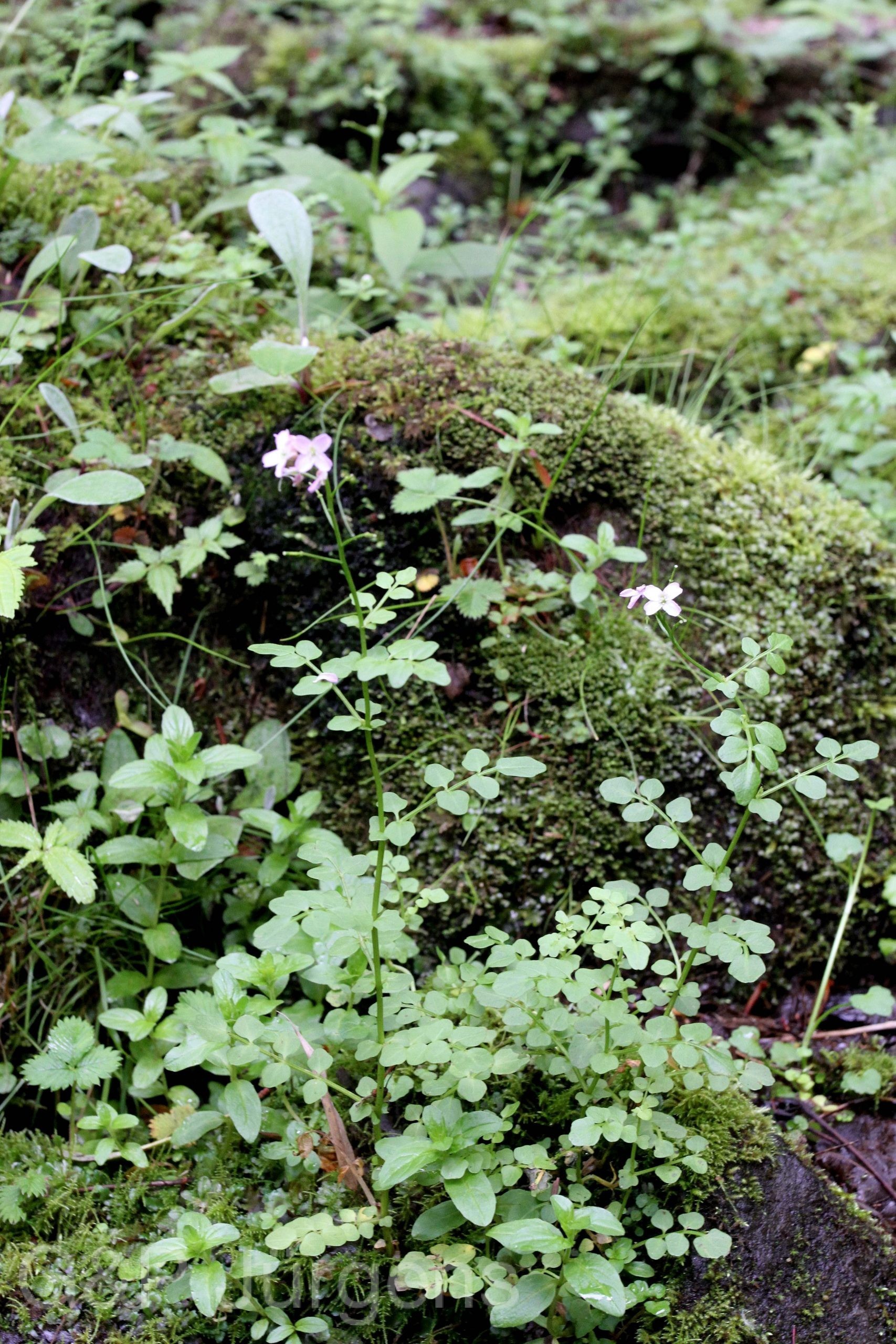 Cardamine griffithii — Brassicaceae