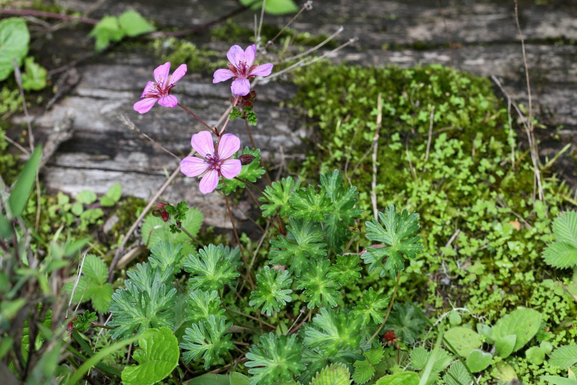 Geranium donianum — Geraniaceae