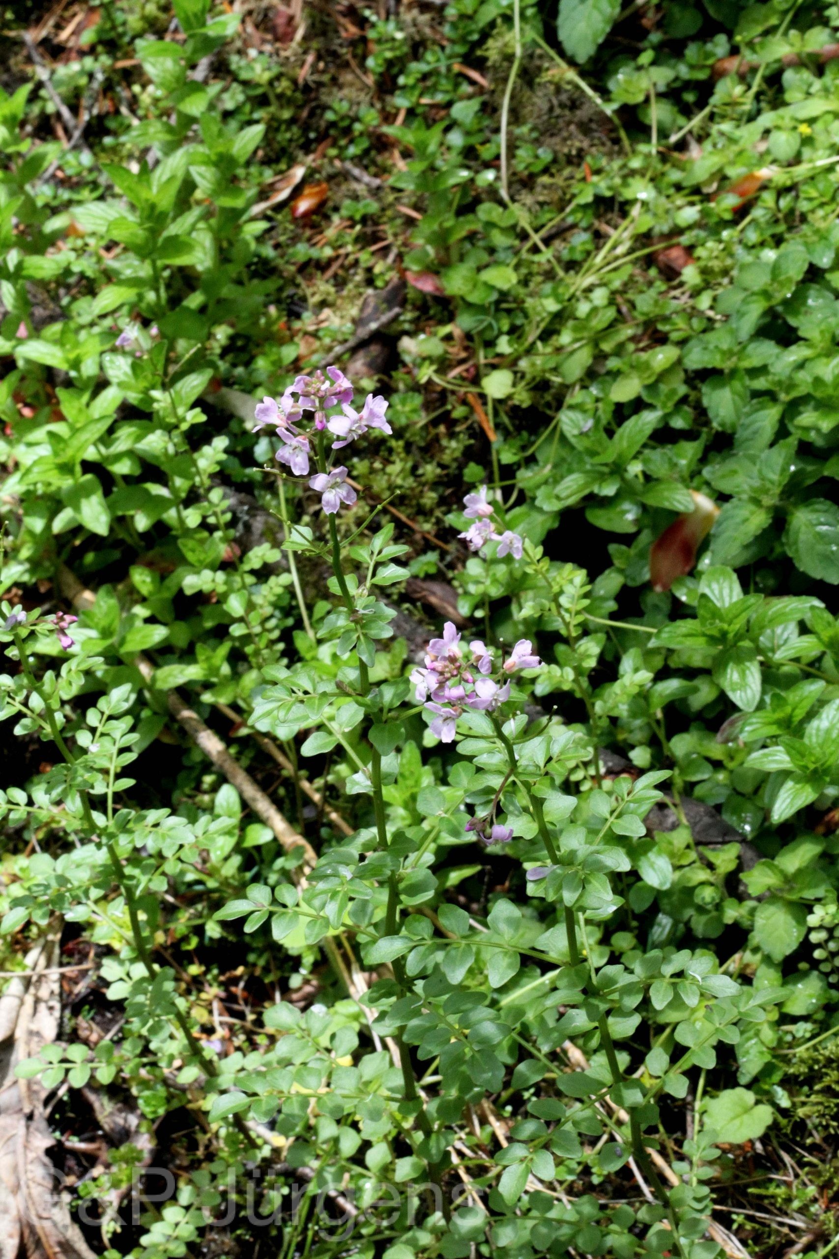 Cardamine elegantula — Brassicaceae