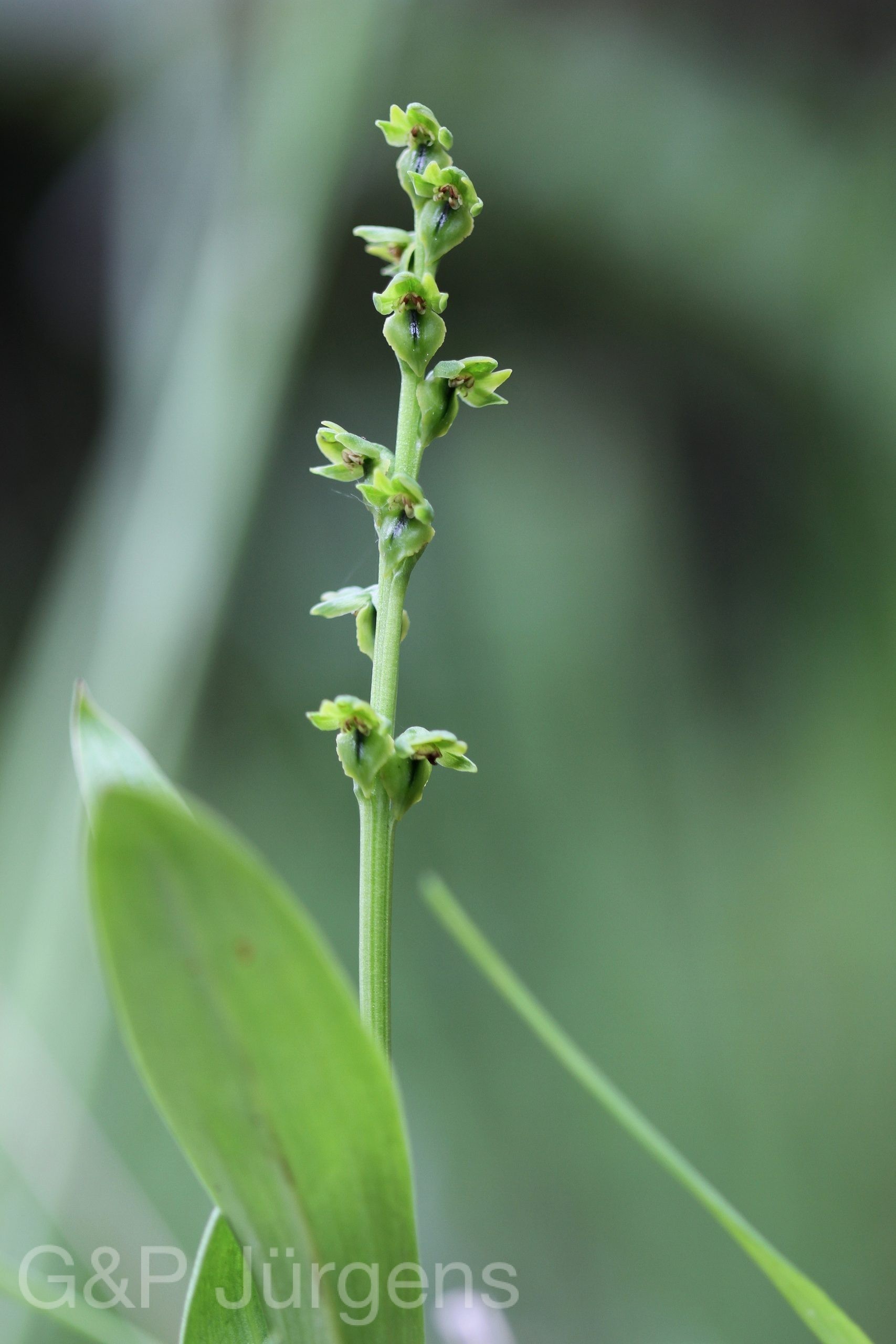 Herminium josephi — Orchideaceae