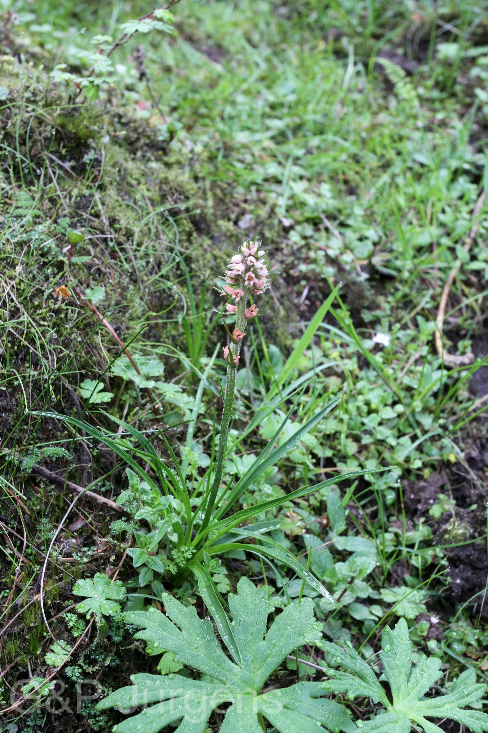 Aletris pauciflora — Nartheciaceae