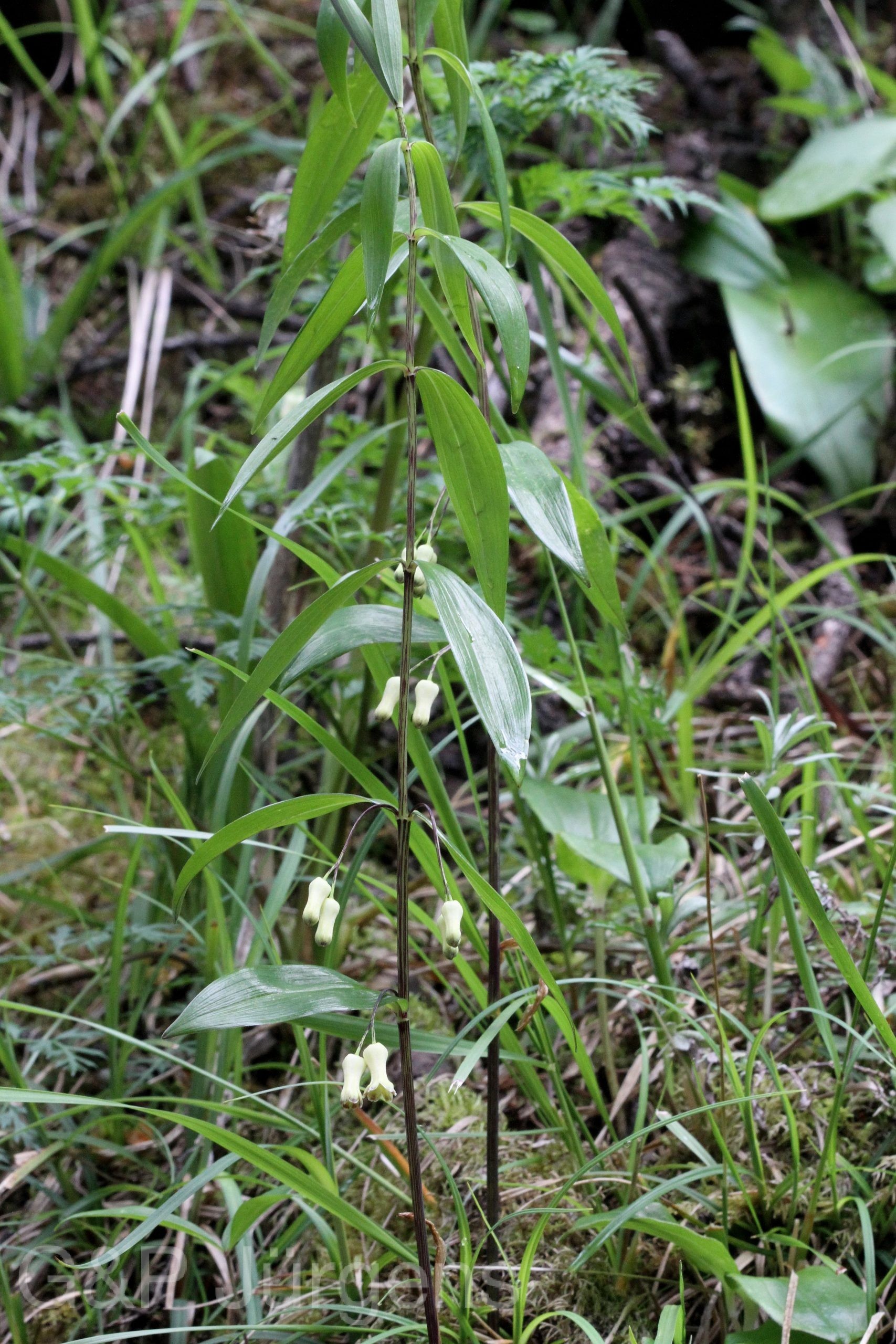 Polygonatum singalilense — Asparagaceae