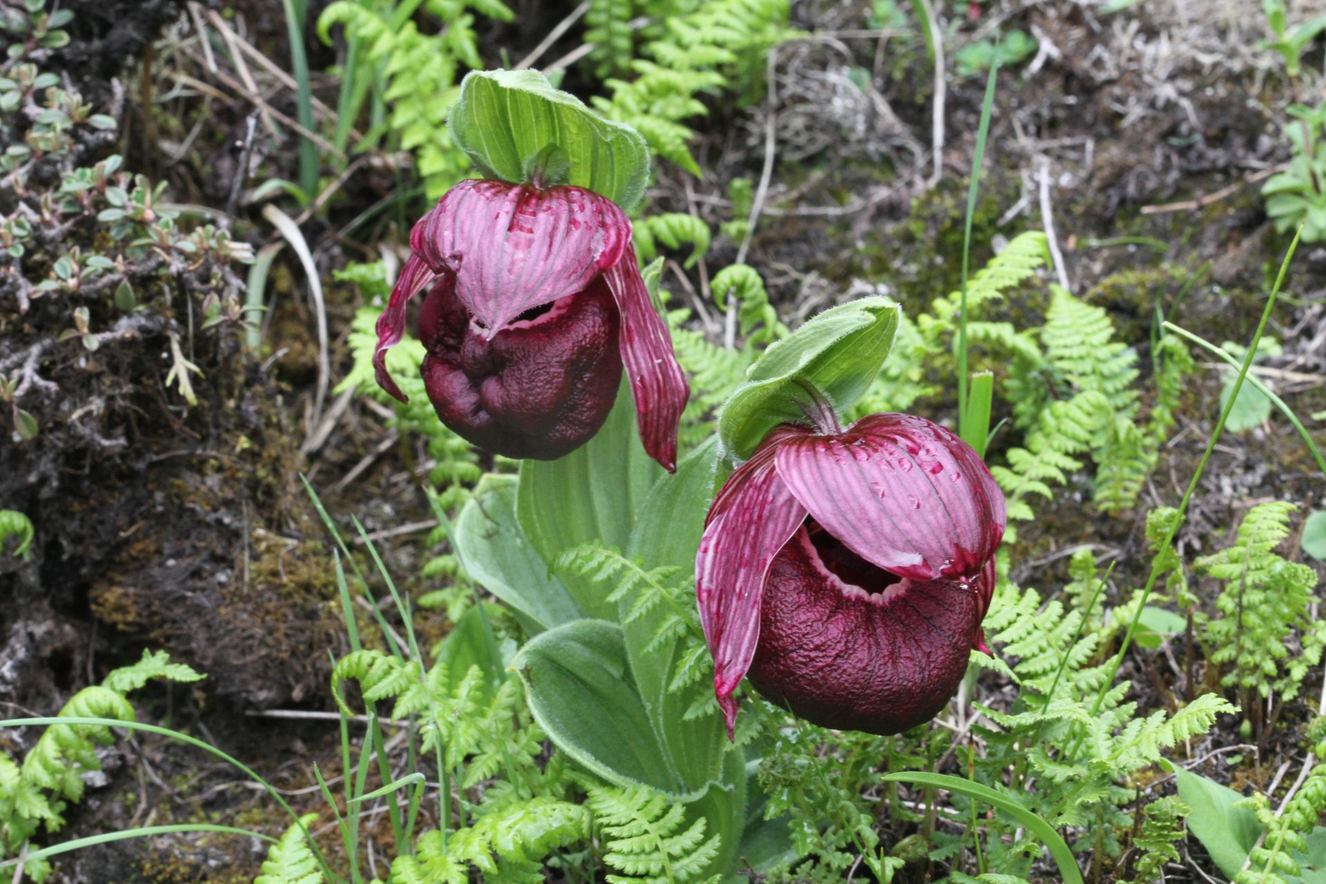 Cypripedium tibeticum — Orchideaceae