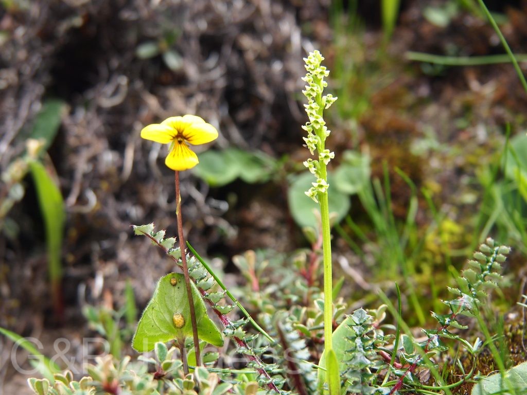 BhutanPG2011 200