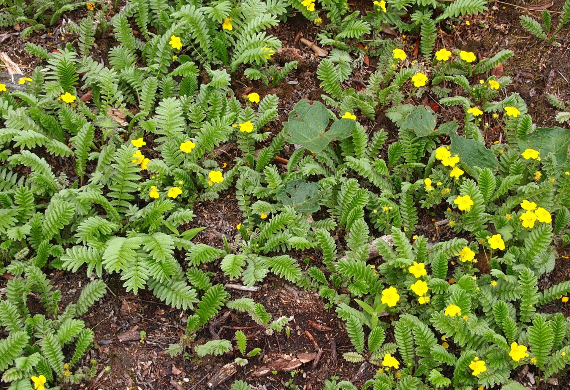 Potentilla peduncularis — Rosaceae