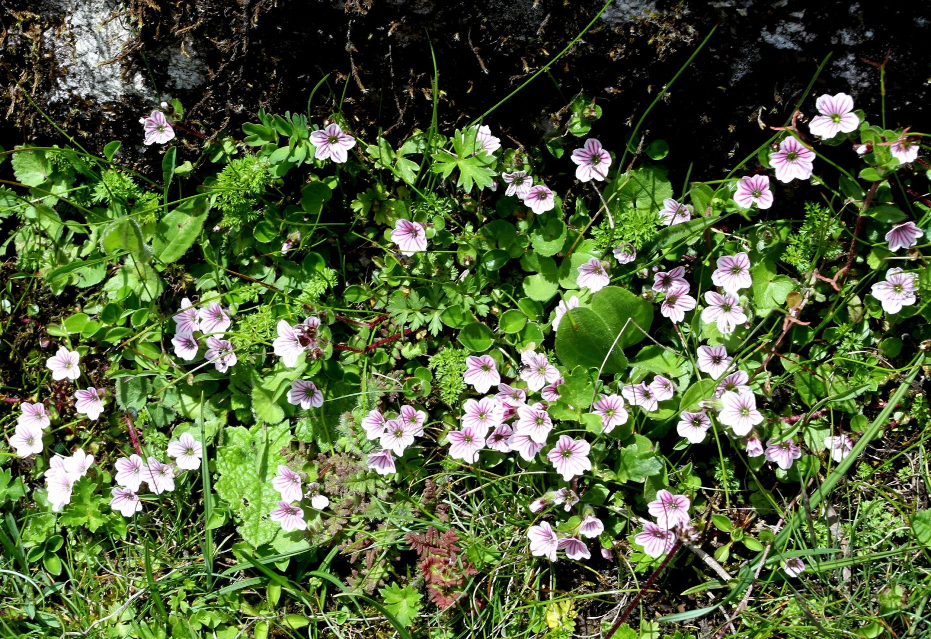 Gypsophila cerastoides — Caryophyllaceae