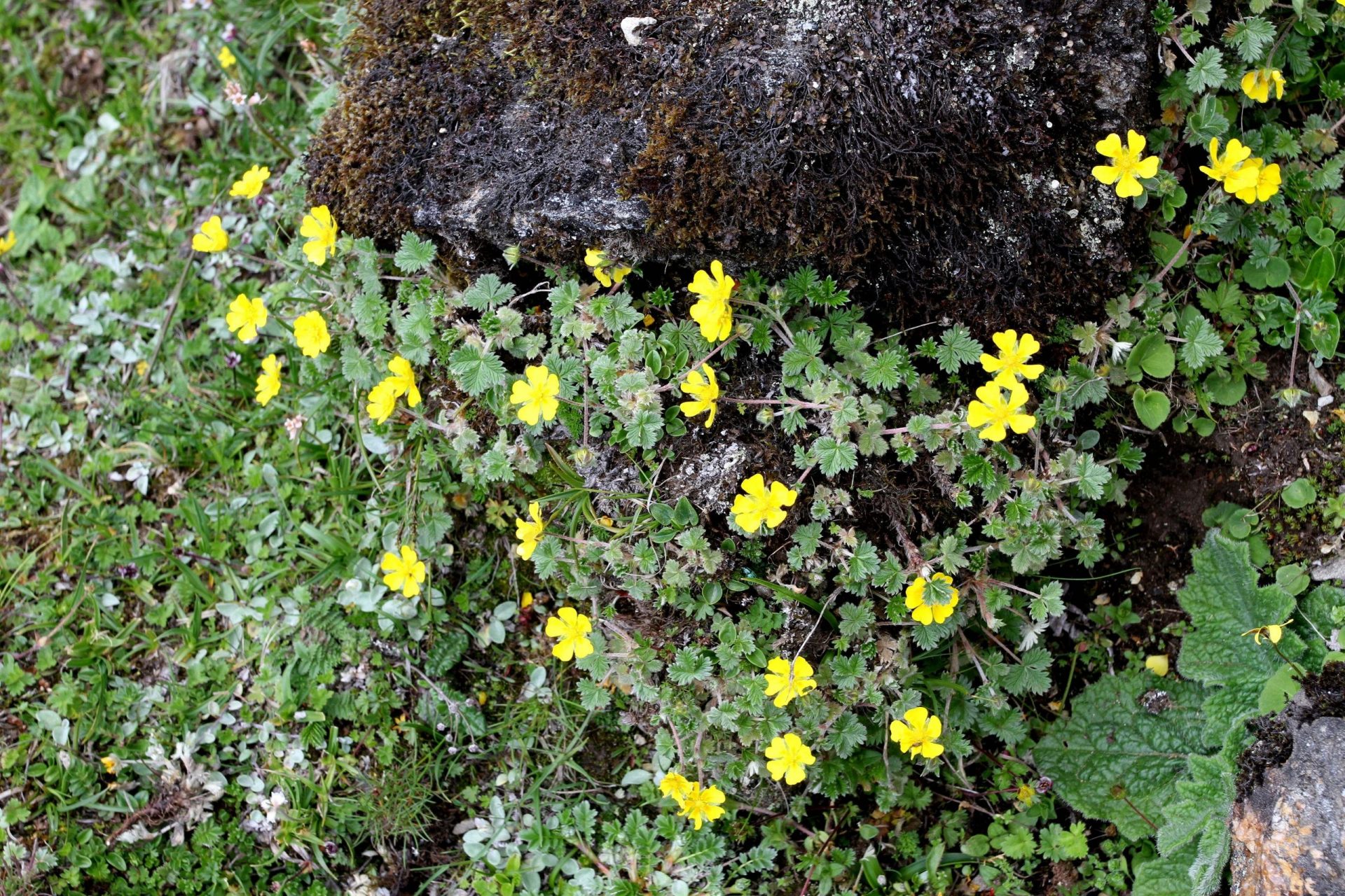 Potentilla saundersiana var. jaquemontii — Rosaceae