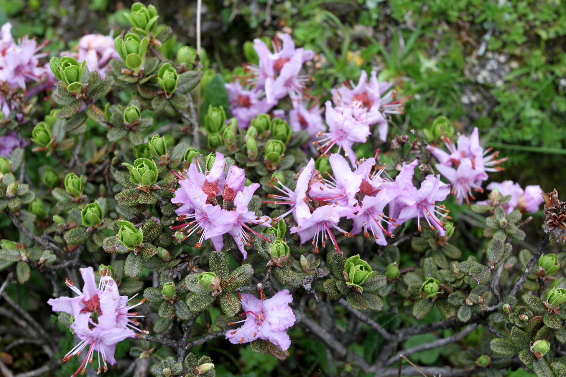 Rhododendron fragariiflorum — Ericaceae