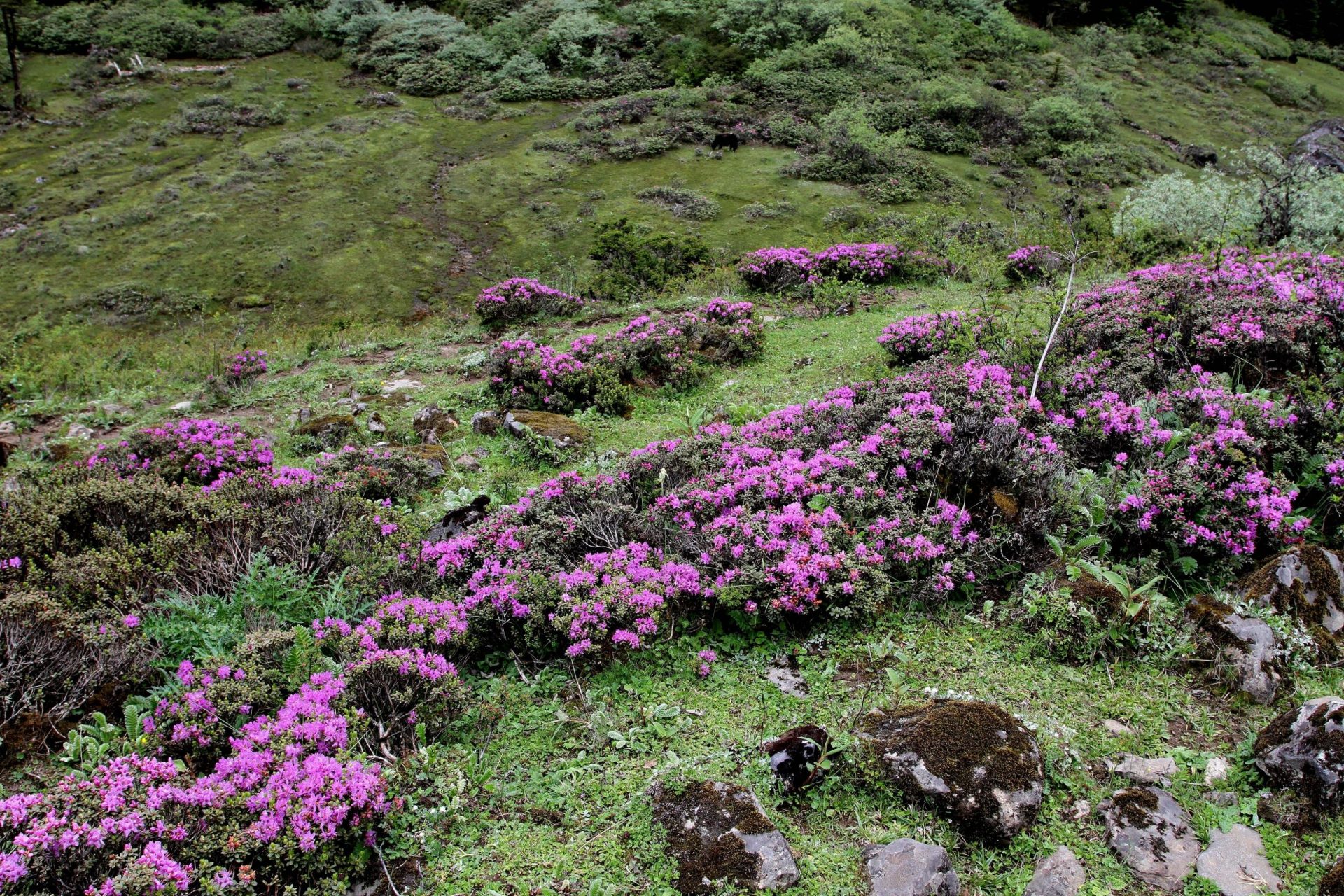 Rhododendron setosum — Ericaceae